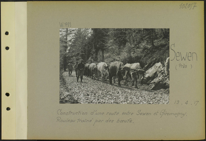 Sewen (Près). Construction d'une route entre Sewen et Giromagny. Rouleau traîné par des bœufs