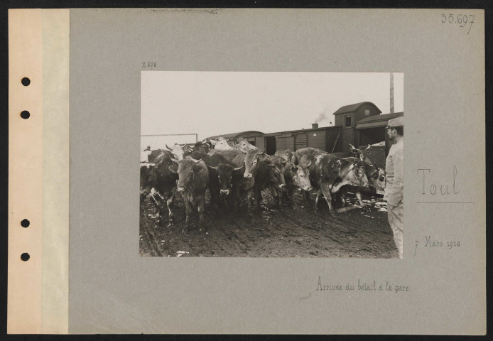 Toul. Arrivée du bétail à la gare