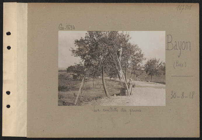 Bayon (près). La cueillette des prunes