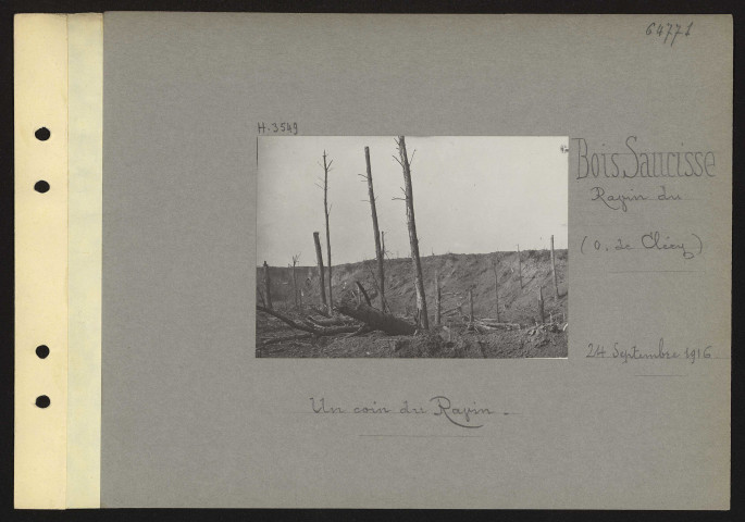 Bois Saucisse (Ravin du) (ouest de Cléry). Un coin du ravin