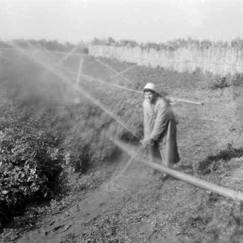 Reportage sur le domaine de la Trappe, propriété nationalisée de la famille Borgeaud à Staouëli, près d'Alger (suite). 7