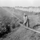 Reportage sur le domaine de la Trappe, propriété nationalisée de la famille Borgeaud à Staouëli, près d'Alger (suite). 7