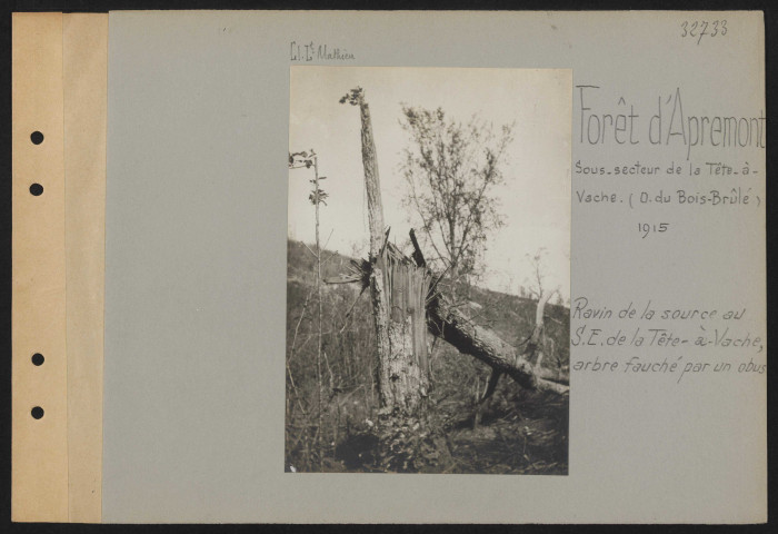 Forêt d'Apremont, sous-secteur de la Tête-à-Vache (ouest du Bois Brûlé). Ravin de la Source au sud-est de la Tête-à-Vache, arbre fauché par un obus