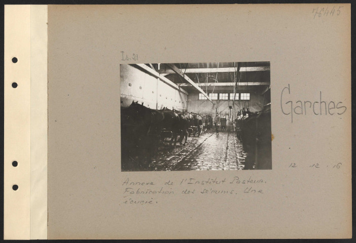 Garches. Annexe de l'Institut Pasteur. Fabrication des sérums. Une écurie