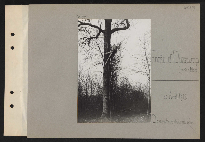 Forêt d'Ourscamp (partie nord). Observatoire dans un arbre