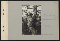 Roye-sur-Matz (près). Poste d'observation dans un arbre