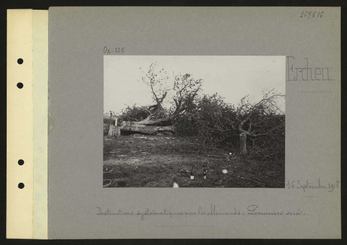 Ercheu. Destructions systématiques par les Allemands : pommiers sciés
