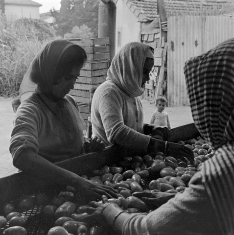 Zéralda. Coopérative agricole