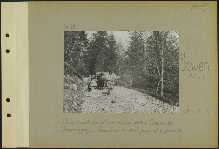 Sewen (Près). Construction d'une route entre Sewen et Giromagny. Rouleau traîné par des bœufs