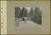 Sewen (Près). Construction d'une route entre Sewen et Giromagny. Rouleau traîné par des bœufs