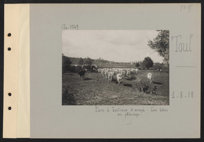 Toul. Parc à bestiaux d'armée. Les bêtes au pâturage