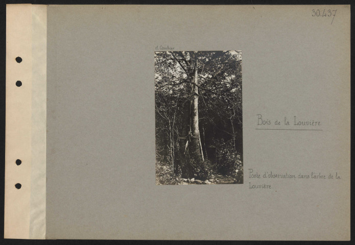 Bois de la Louvière. Poste d'observation dans l'arbre de la Louvière