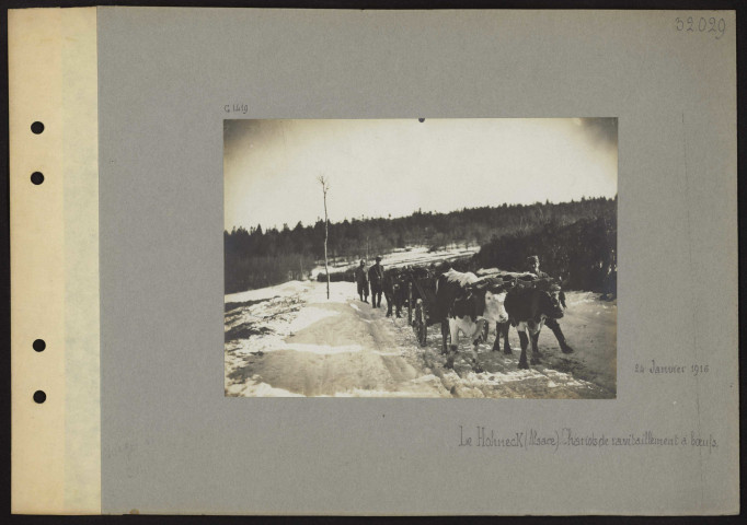 Le Hohneck (Alsace). Chariots de ravitaillement à bœufs