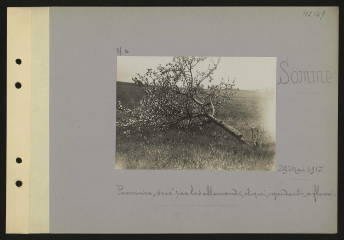 Somme. Pommier, scié par les Allemands, et qui, cependant, a fleuri