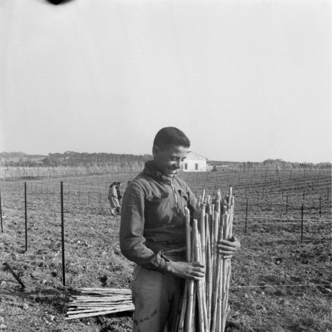 Reportage sur le domaine de la Trappe, propriété nationalisée de la famille Borgeaud à Staouëli, près d'Alger (suite). 8