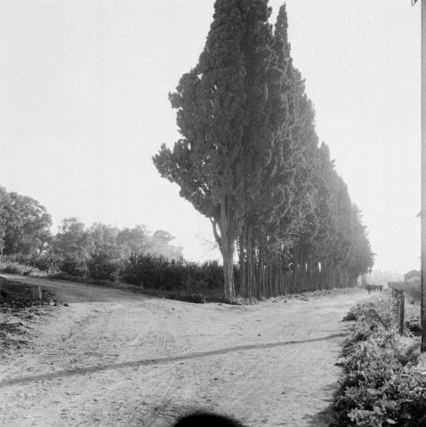 Reportage sur le domaine de la Trappe, propriété nationalisée de la famille Borgeaud à Staouëli, près d'Alger (suite). 4