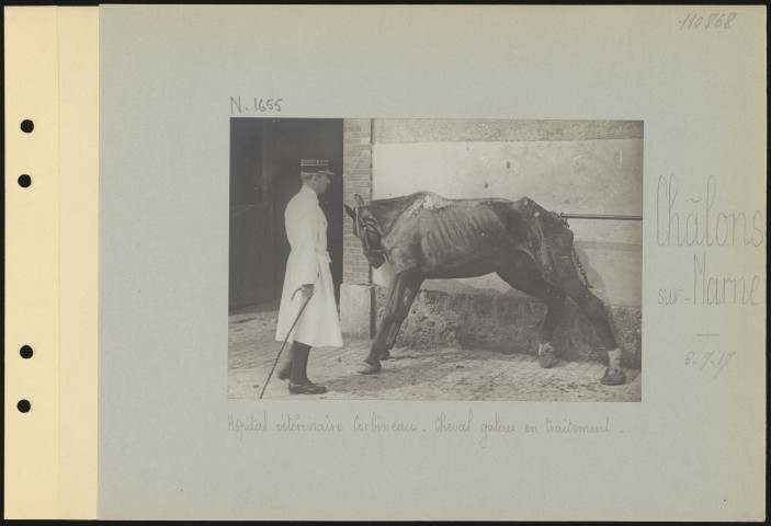 Châlons-sur-Marne. Hôpital vétérinaire Corbineau. Cheval galeux en traitement
