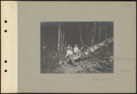 Villers-en-Argonne. Abattage d'un arbre