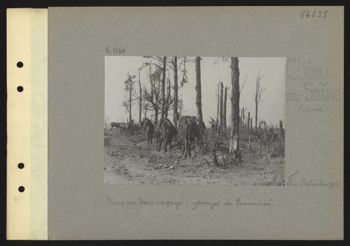 Cléry-sur-Somme (près). Dans un bois ravagé ; poneys de tranchée