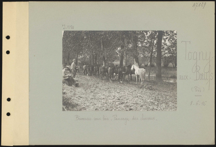 Togny-aux-Bœufs (près). Bivouac sous bois. Pansage des chevaux