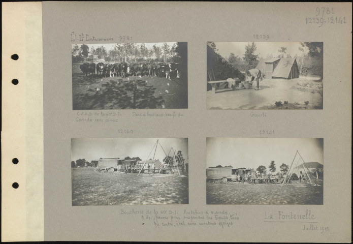 La Fontenelle. Convoi administratif de la 60e division d'infanterie. Parc à bestiaux ; bœufs du Canada sans cornes