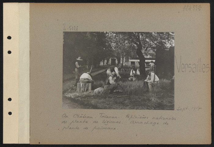 Versailles. Au château. Trianon. Pépinières nationales de plants de légumes. Arrachage de plants de poireaux