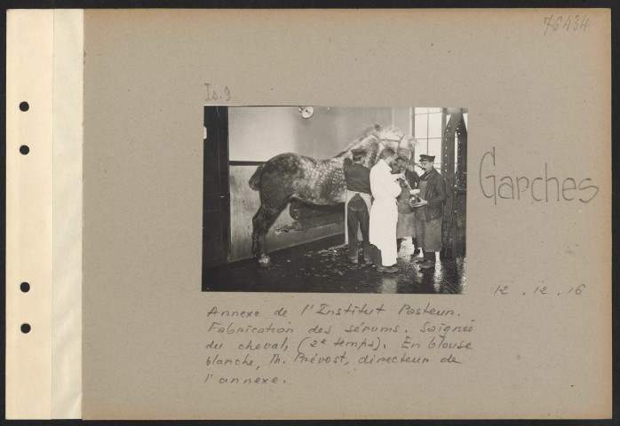 Garches. Annexe de l'Institut Pasteur. Fabrication des sérums. Saignée du cheval, (2e temps). En blouse blanche, M. Prévost, directeur de l'annexe