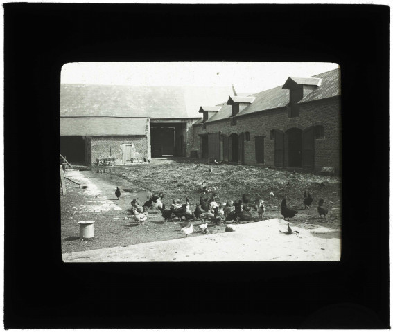 Les poules dans une ferme reconstruite maintenant