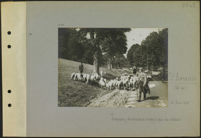 Saint-Amarin (Val de). Troupeau de moutons conduit par des soldats