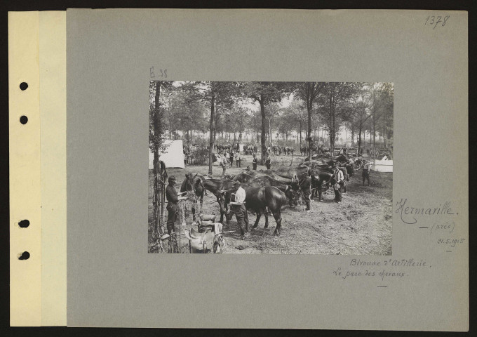Hermaville (près). Bivouac d'artillerie. Le parc des chevaux