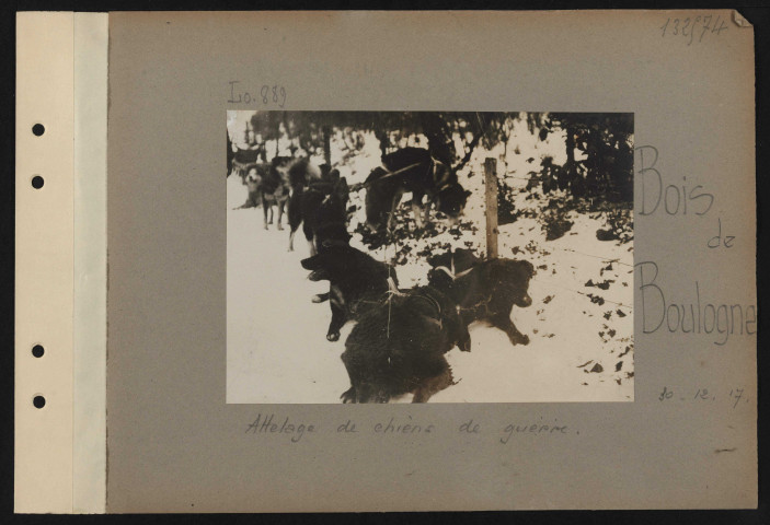 Bois de Boulogne. Attelage de chiens de guerre