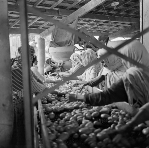 Zéralda. Coopérative agricole