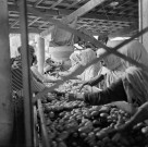 Zéralda. Coopérative agricole