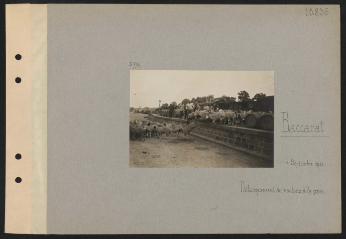 Baccarat. Débarquement de moutons à la gare