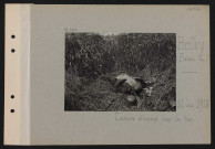 Belloy (plateau de). Cadavre allemand dans les blés