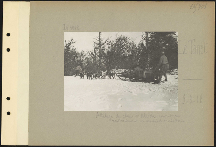 Le Tanet. Attelage de chiens d'Alaska servant au ravitaillement en munitions d'artillerie