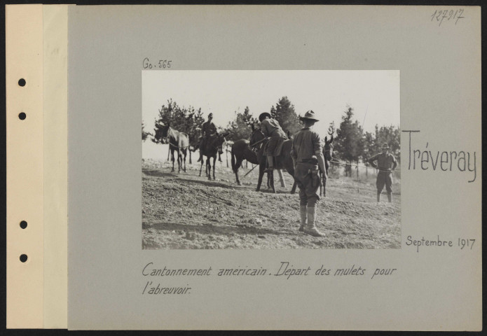 Tréveray. Cantonnement américain. Départ des mulets pour l'abreuvoir