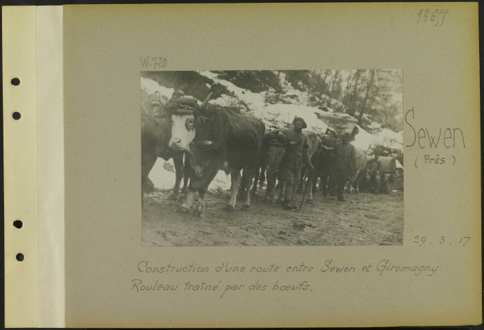 Sewen (Près). Construction d'une route entre Sewen et Giromagny. Rouleau traîné par des bœufs