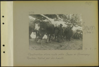 Sewen (Près). Construction d'une route entre Sewen et Giromagny. Rouleau traîné par des bœufs
