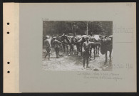 Montmacq. Le château : dans le parc, chevaux d'un échelon d'artillerie anglaise