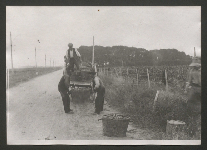 Viticulture dans l'Hérault