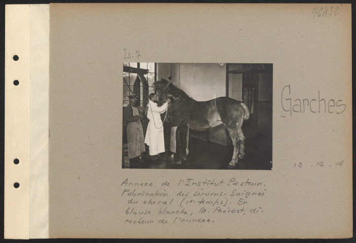 Garches. Annexe de l'Institut Pasteur. Fabrication des sérums. Saignée du cheval (premier temps). En blouse blanche, M. Prévost, directeur de l'annexe