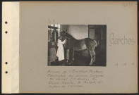 Garches. Annexe de l'Institut Pasteur. Fabrication des sérums. Saignée du cheval (premier temps). En blouse blanche, M. Prévost, directeur de l'annexe