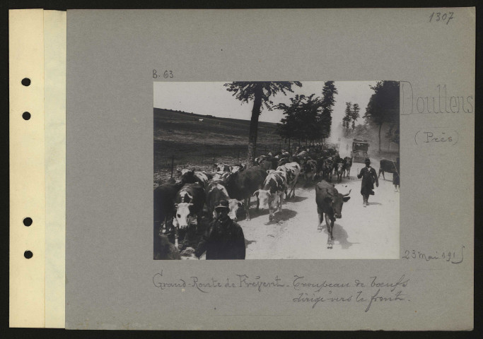 Doullens (près). Grand-route de Frévent. Troupeau de bœufs dirigé vers le front