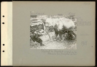 Felleries. Elephant de Hagenbeck employé par les Allemands pour transporter des bois