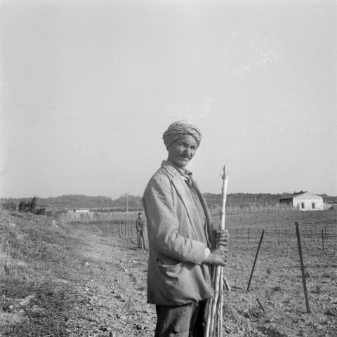 Reportage sur le domaine de la Trappe, propriété nationalisée de la famille Borgeaud à Staouëli, près d'Alger (suite). 8