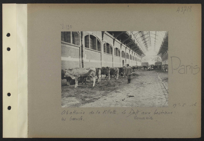 Paris. Abattoirs de la Villette. La tuerie des moutons