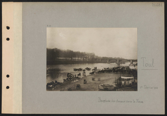 Toul. Baignade des chevaux dans la Meuse