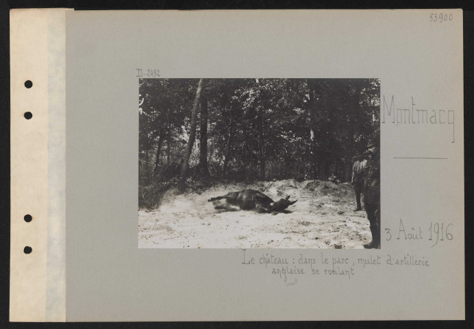 Montmacq. Le château : dans le parc, mulet d'artillerie anglaise se roulant