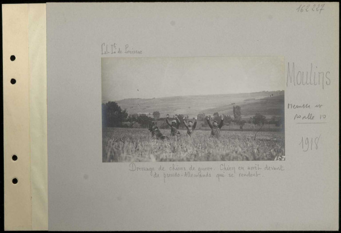 Moulins. Dressage de chiens de guerre. Chien en arrêt devant de pseudo-Allemands qui se rendent